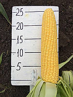 Насіння цукрової кукурудзи Тести Голд F1 1000 насінин Agri Saaten