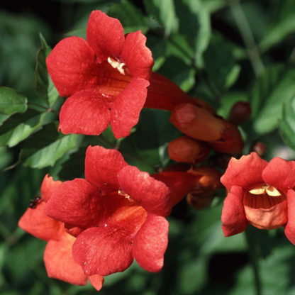 Саджанці Кампсиса Текома (Campsis radicans) Р9