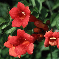 Саджанці Кампсиса Текома (Campsis radicans) Р9