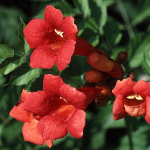 Саджанці Кампсиса Текома (Campsis radicans) Р9