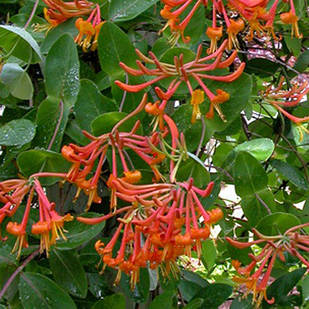 Саджанці Жимолості Брауна Дропморе Скарлет (Lonicera Brownii Dropmore Scarlet) Р9