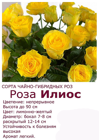 Троянда, фото 2