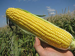 Насіння цукрової кукурудзи Вондерленд F1 5000 насіння Agri Saaten