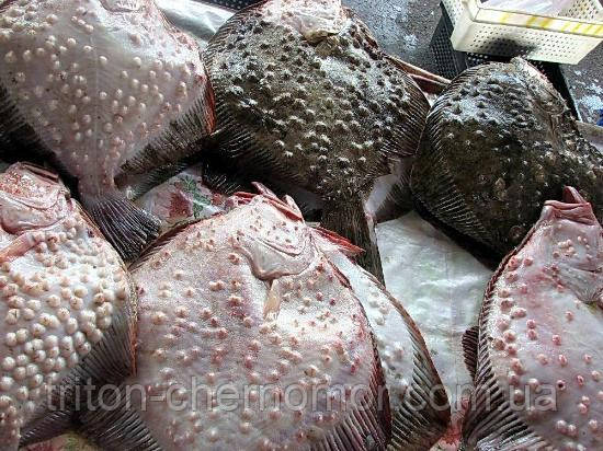 Камбала чорноморська (калкан)