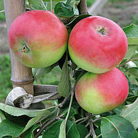 Саджанці яблуні "Ерлі Женева"