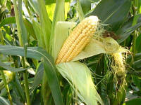 Гибрид кукурузы "Манифик" (стандарт)