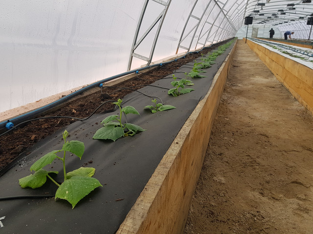 агроволокно черное