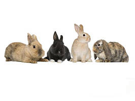 Кролівництво