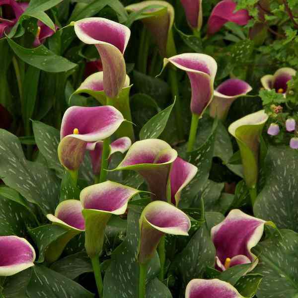 Калла Пікассо, фото 1