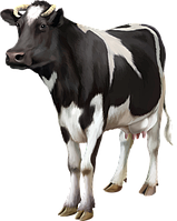 Тваринництво