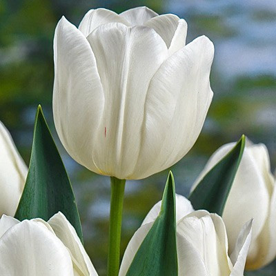 Тюльпан Silver Dollar тріумф цибулина (1 шт.)