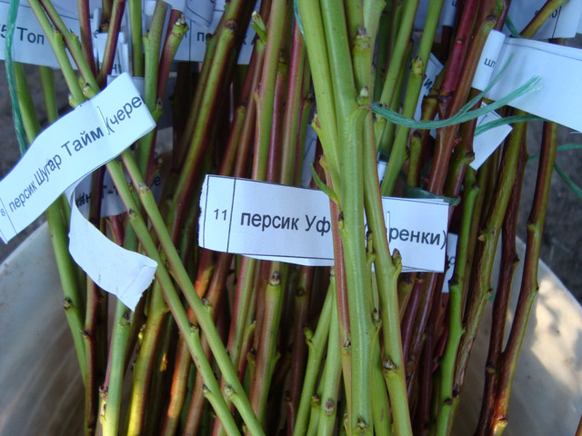 Черенки для прививки. в Запорожье от компании "Інтернет-магазин ...