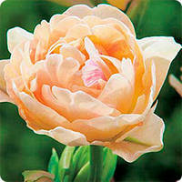 Тюльпан Charming Lady махр.+багатокв. цибулина (1 шт.)