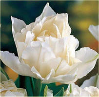 Тюльпан Cardinal Mindszenty махр.+багатокв. цибулина (1 шт.)