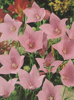 Корневще Плактикодон Grandiflorus Shell Pink