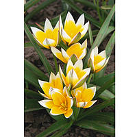 Тюльпан ботанічний Tarda цибулина (1 шт.)