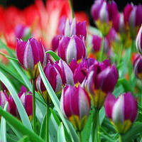 Цибулини тюльпана ботанічного Pulchella Persian Pearl (1 шт.)