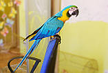 Папуга Ара Синьо-жовтий, фото 2