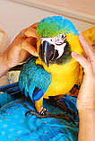 Папуга Ара Синьо-жовтий, фото 7
