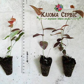 Лохина сорт Річка, в касетах 3 міс h 15-20 см, фото 3