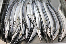 Сарган чорноморський см/м