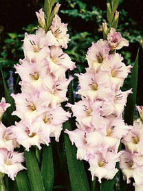 Гладіолус Boulevard 10/12