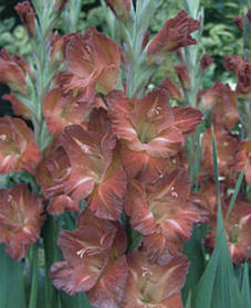 Гладіолус Chocolate 10/12