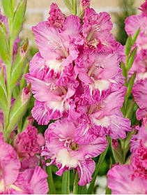 Гладіолус Pink Parrot 10/12  