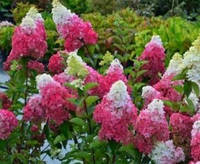 Гортензия метельчатая Фрейз Мельба, р9 / Hydrangea paniculata Fraise Melba, Renba продажа кратно 30 штук