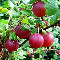 Щипці Барвина суженець