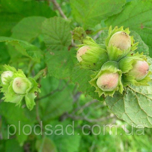 Фундук Шедевр