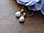 Серебряные серьги-гвоздики(пуссеты) с жемчугом и позолотой, фото 2