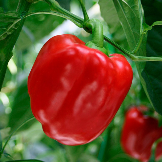 Насіння перцю солодкого Белл F1 (середньоранній) кубічний (500 нас.) Lark Seeds