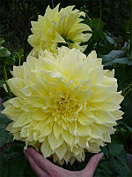 Саджанець ЖОРЖИНА високоросла з гігантським квіткою Kelvin Floodlight 1шт.