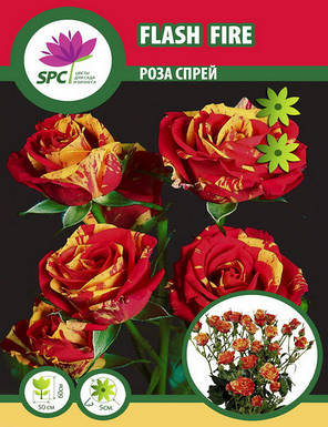 Троянда бордюрна, спрей Flash Fire, фото 2