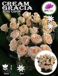 Троянда бордюрна, спрей Cream Gracia