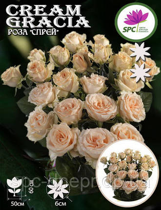 Троянда бордюрна, спрей Cream Gracia, фото 2
