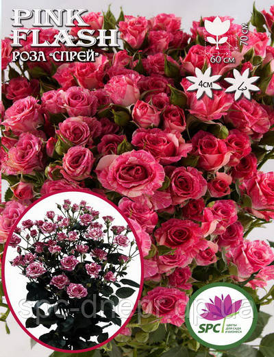 Троянда бордюрна, спрей Pink Flash