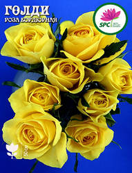 Роза бордюрна, спрей Goldy (Sun City)