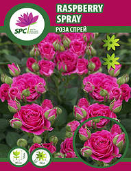 Троянда бордюрна, спрей Raspberry Spray