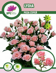 Роза бордюрна, спрей Lydia