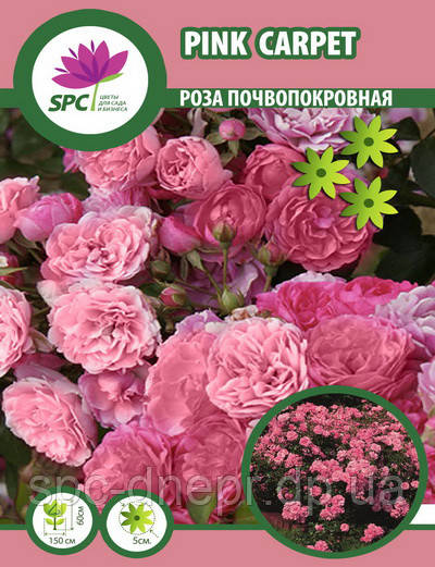 Роза почвопокровная Pink Carpet - фото 1 - id-p649793052