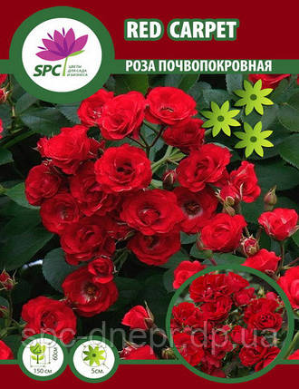 Троянда грунтопокривна Red Carpet, фото 1