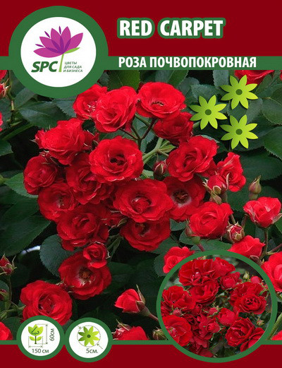 Роза почвопокровная Red Carpet - фото 1 - id-p649795938