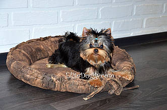 Йоркширський тер'єр, суперміні хлопчик із ляльковою мордочкою