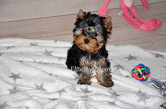 Суперміні хлопчик йоркширського тер'єра