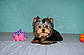 Міні дівчинка йорка (йоркширський тер'єр), фото 3