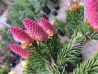 Ялина звичайна Акрокона (Picea abies Acrocona)