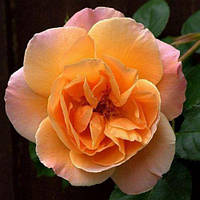 Саженцы вьющейся розы Полная Луна (Full Moon) ПРЕМИУМ