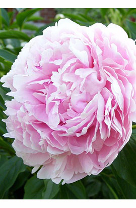 Півонія Деревоподібна Світло-рожева (Yin hong qiao dui) кореневище, фото 1